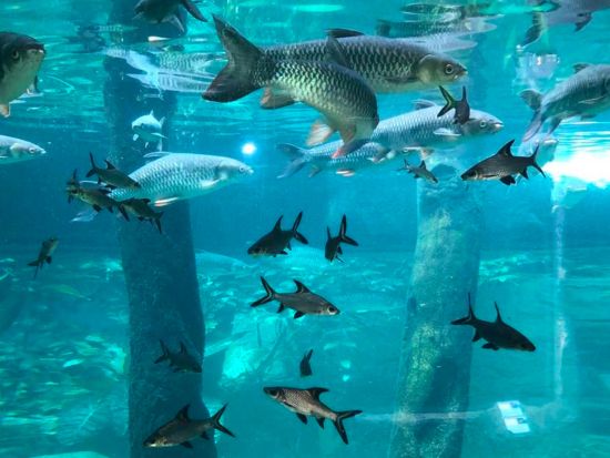 アンダーウォーターワールド パタヤ（Underwater World Pattaya）　入場チケット事前予約サービス ＊即予約確定
