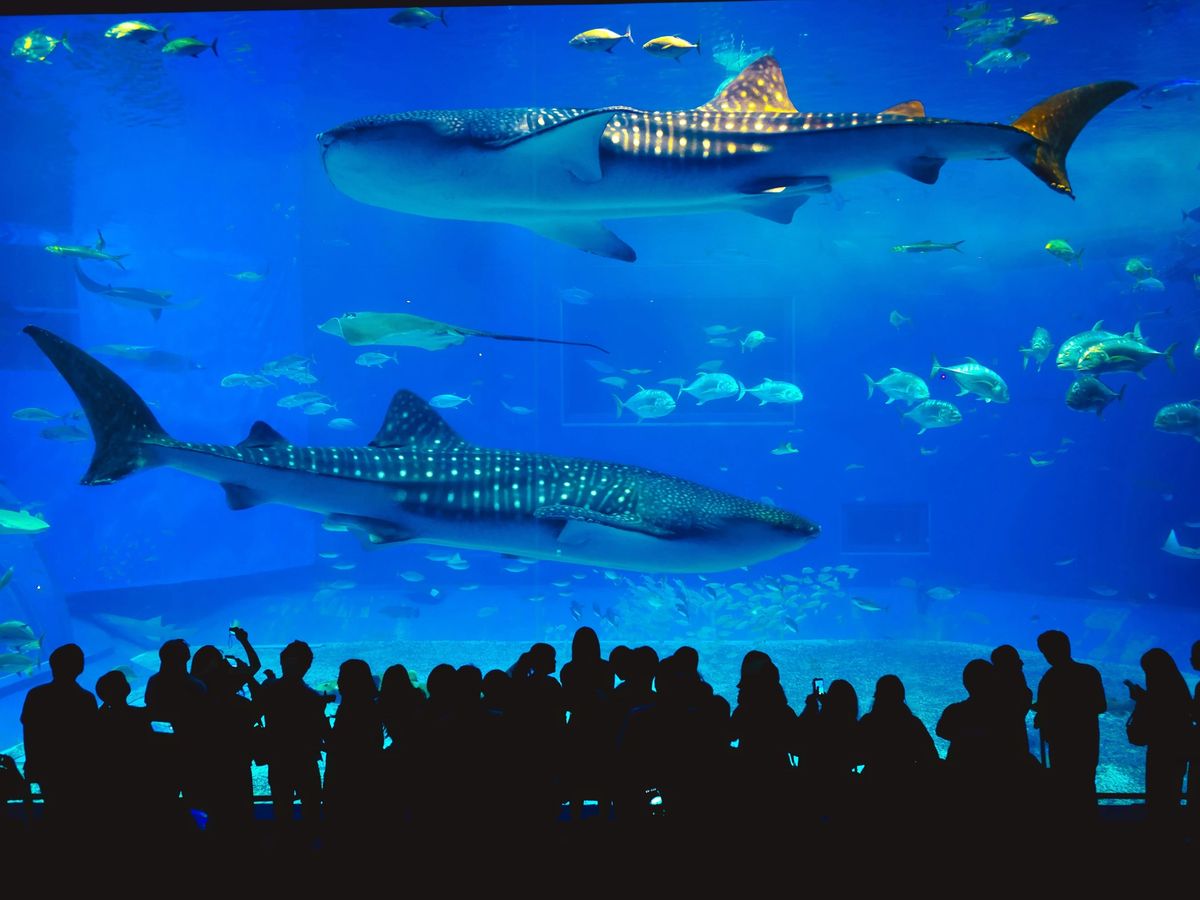 水族館 | タイ 旅行の観光・オプショナルツアー予約 VELTRA（ベルトラ）