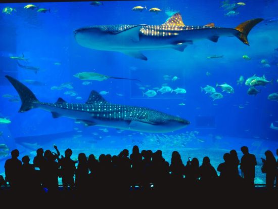 アクアリア プーケット（Aquaria Phuket）　入場チケット事前予約サービス＜セントラル・プーケット・フロレスタ内＞＊即予約確定