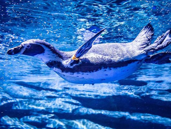 アクアリア プーケット（Aquaria Phuket）　入場チケット事前予約サービス＜セントラル・プーケット・フロレスタ内＞＊即予約確定