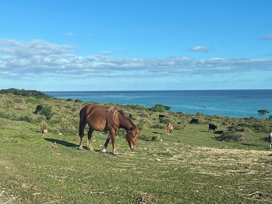 IMG_2626.jpeg のコピー