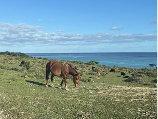 サバニ造船体験 伝統と自然に寄り添う ここでしかできないサバニ造船から乗船までを体験する石垣島文化ツアー＜昼食付／5時間＞