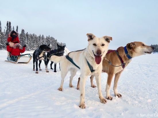 Yellowknife Dog Sledding 01