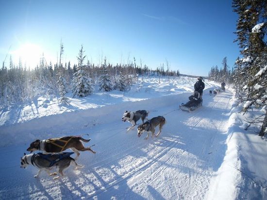 Becks Winter Dog Sled 1