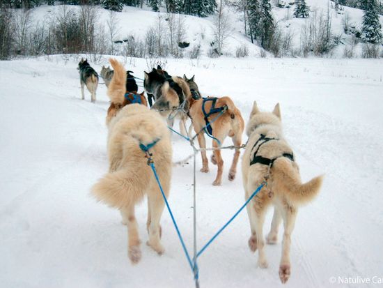 Yellowknife Dog Sledding 02