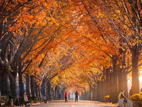 【10月28日～11月27日限定】内蔵山国立公園送迎ツアー　ソウルから行ける紅葉スポット＜1日／1名参加OK／選べる出発地／英語ガイド／ソウル発＞