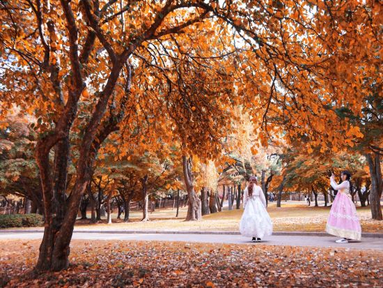 【10月26日～11月22日限定】慶州の紅葉スポット巡りツアー　普門観光団地＋ 慶州歴史地区＜1日／1名参加OK／選べる出発地／英語ガイド／釜山発＞