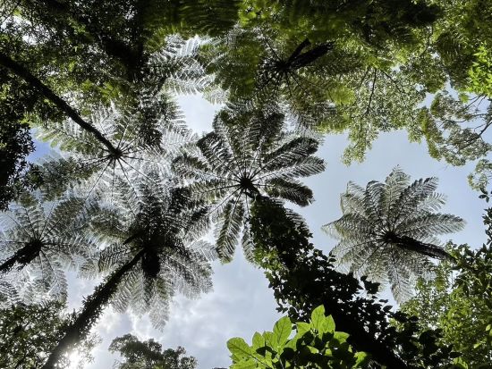 【北部～名瀬送迎可】金作原原生林散策＆マングローブカヌープライベートツアー奄美大島認定ガイド照井さんがご案内＜1日＞ by evergreen奄美