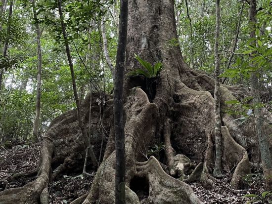 【北部～名瀬送迎可】金作原原生林散策＆マングローブカヌープライベートツアー奄美大島認定ガイド照井さんがご案内＜1日＞ by evergreen奄美