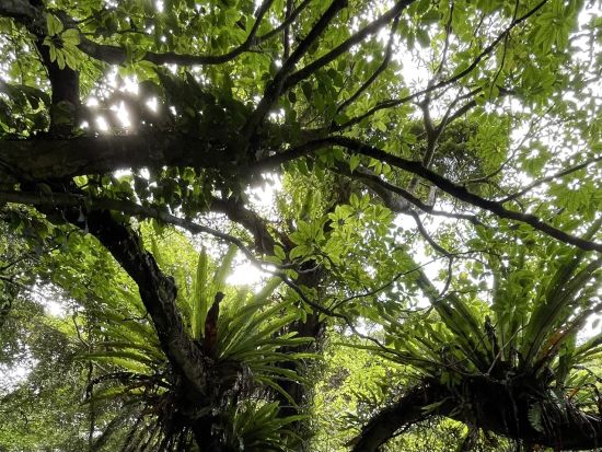 【北部～名瀬送迎可】金作原原生林散策＆マングローブカヌープライベートツアー奄美大島認定ガイド照井さんがご案内＜1日＞ by evergreen奄美