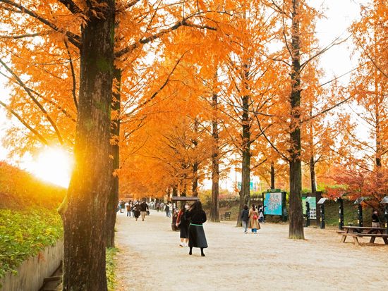 Type1_Damyang Metasequoia Road_Live Studio_DSjMaa