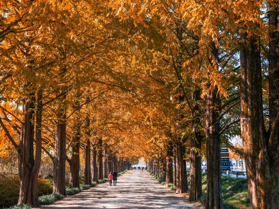 Type1_Damyang Metasequoia Road_Dudrim_t3o9Ra