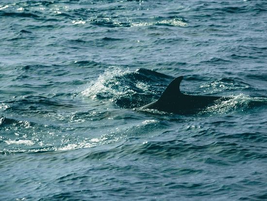 60-sBICOLUT20240723m