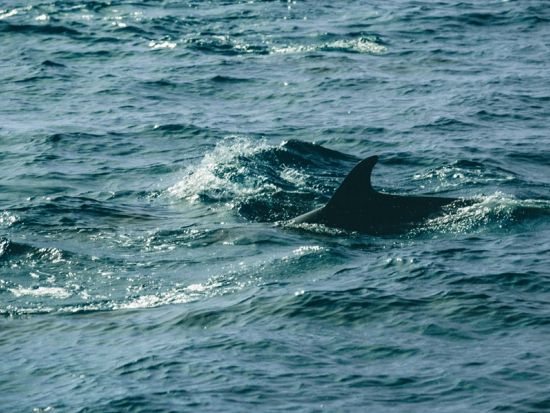 路線バス快速あまくさ号で行くイルカウォッチング！お昼は絶景シーサイドでBBQまたはバーガーセットを堪能＜昼食付／熊本桜町バスターミナル ・ 熊本駅発＞