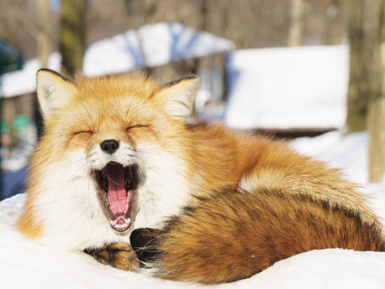 ダウンロード (1)