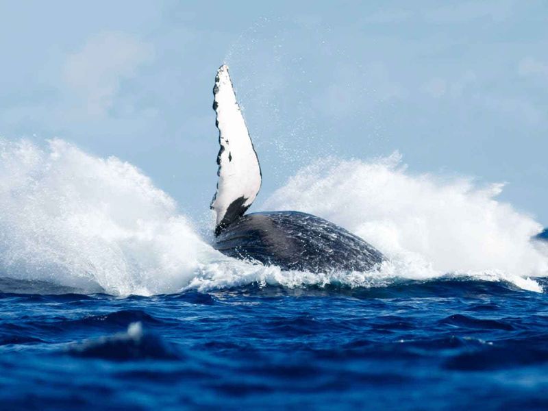 Shutterstock_1088623223