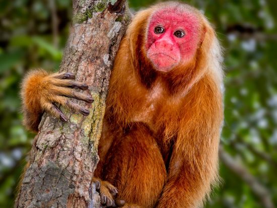 【ペルー＆ブラジル周遊11日間】マチュピチュ＋ナスカの地上絵＋イグアスの滝（両側）＋アマゾンなどを巡る＜貸切／専用車／日本語ガイド／リマ発マナウス着＞