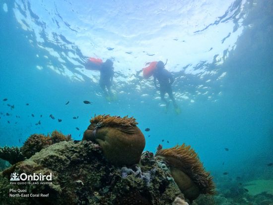 North East coral reef3