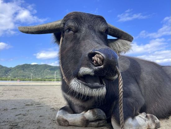 11000005969106_yA3VtXGq_4