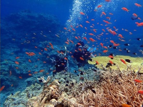 カヌートレッキング＆バラス島シュノーケル or サンゴ礁体験ダイビング1日ツアー 海と山の贅沢アドベンチャー＜1日／送迎付／西表島＞