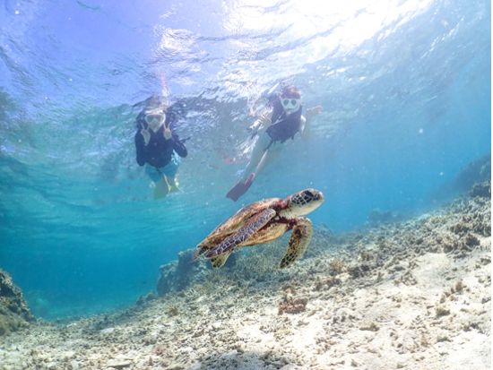ウミガメシュノーケル体験 透明度抜群の宮古島の海でウミガメと泳ぐ！非日常体験で海遊びを満喫＜約2時間／貸切VIPプランあり◎／撮影データ付き／宮古島＞