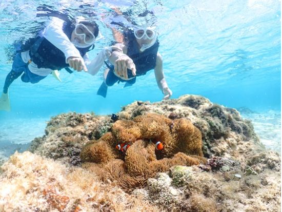 ウミガメシュノーケル体験 透明度抜群の宮古島の海でウミガメと泳ぐ！非日常体験で海遊びを満喫＜約2時間／貸切VIPプランあり◎／撮影データ付き／宮古島＞