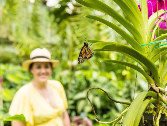 ケアンズ市内半日観光ツアー　セントモニカズ大聖堂＋ケアンズ博物館＋ボタニックガーデンズ＋展望台＋パームコーブを訪問！＜アフタヌーンティー付き／英語ガイド＞