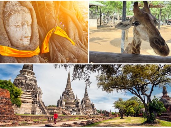 アユタヤ遺跡＆シーアユタヤライオンパーク観光ツアー　迫力の遺跡＆癒しの動物体験を1日で満喫＜バンコク発／日本語ガイド／昼食付＞