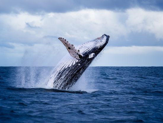 Hawaii_Whales_shutterstock_776180275