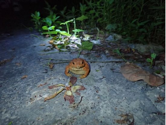 【宮古島｜夜】3000円でアマゾン帰りの冒険家と行く！《春休み・GW先取り》当日予約OK｜ヤシガニナイトツアー＆星空鑑賞★写真データ無料プレゼント