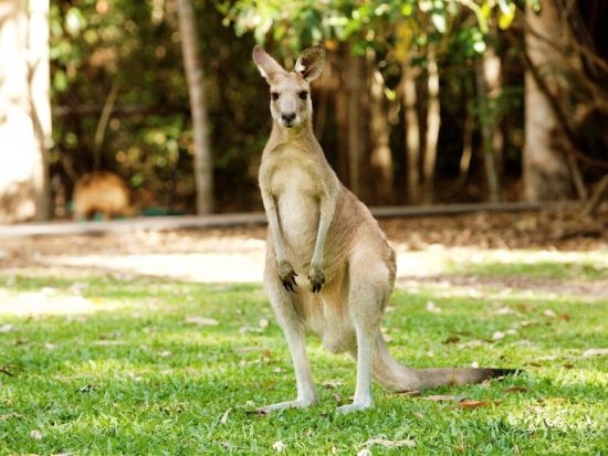 世界遺産キュランダ（鉄道＆スカイレール）ハートリーズ・クロコダイル・アドベンチャーズ入園付き！キュランダ村散策も楽しめる♪＜ケアンズ発着＞