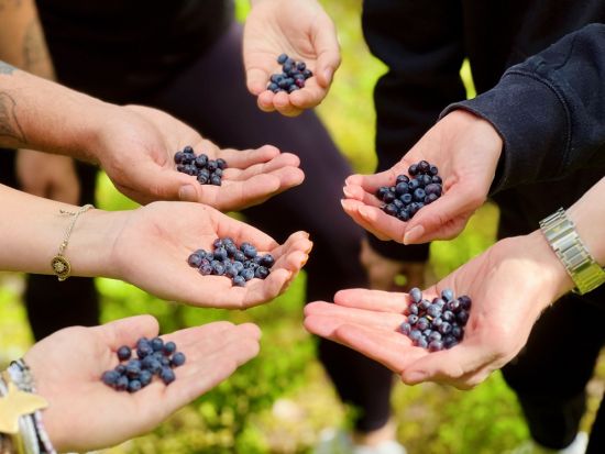 午後発！半日ヌークシオ国立公園散策ツアー　約3kmの初心者向けハイキングコース＜3～10月／約4時間／フィンランド式ランチ付き／英語ガイド／ヘルシンキ発＞