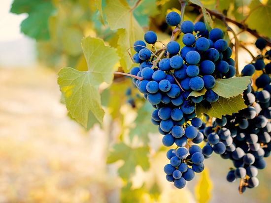 Italy_Piedmont_vineyards_pixta_68568467_M