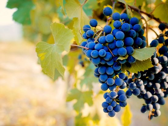 ミラノ発 日帰りワインツアー ランゲ＆ピエモンテの最高峰ワインを堪能！バローロ含む6種試飲　世界遺産ランゲ地方の絶景も満喫＜混載／英語ドライバー＞