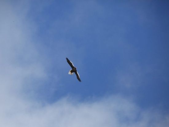 釧路湿原＆鶴居村ガイドツアー　タンチョウヅルと北海道の生き物たちに出会う感動の自然体験＜12～3月／釧路市内ホテル送迎可＞ by ピッキオ