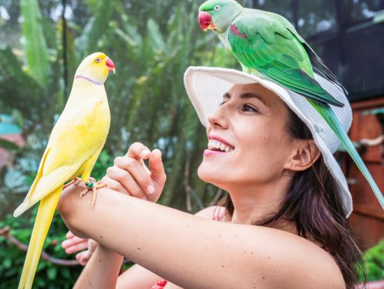 【お得な入場券セット】キュランダ コアラガーデンズ／バードワールド キュランダ／オーストラリアン バタフライ サンクチュアリ＜2施設または3施設＞