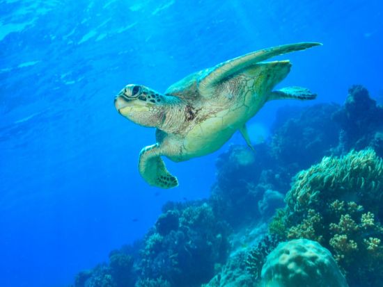グリーン島＆キュランダ1日ツアー　美しい海と熱帯雨林の2大世界遺産を満喫！シュノーケル体験＋スカイレール＆キュランダ鉄道にも乗車＜月水金／日本語／ケアンズ発＞
