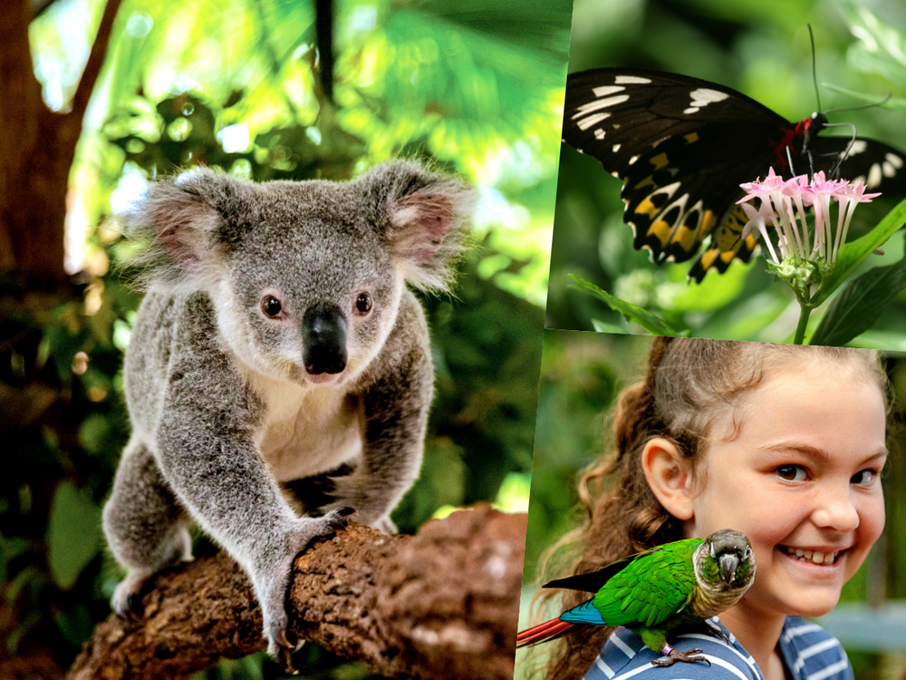 お得な入場券セット】キュランダ コアラガーデンズ／バードワールド