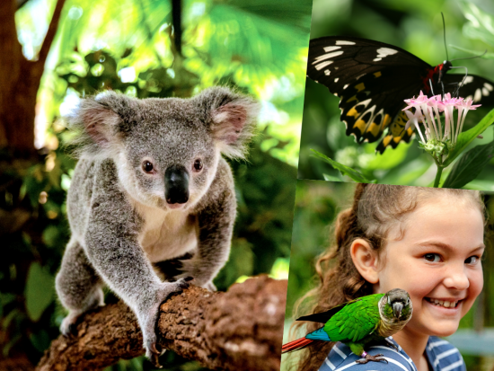 【お得な入場券セット】キュランダ コアラガーデンズ／バードワールド キュランダ／オーストラリアン バタフライ サンクチュアリ＜2施設または3施設＞