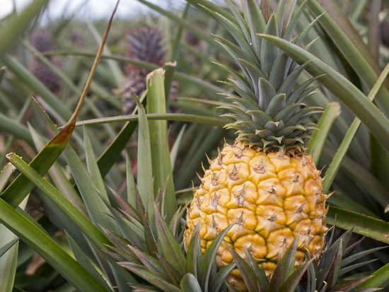 shutterstock_590877962