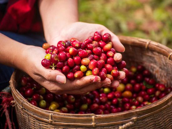 shutterstock_2465047227