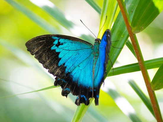 Australia_Cairns_butterfly_Ulysses_pixta_13467918_M