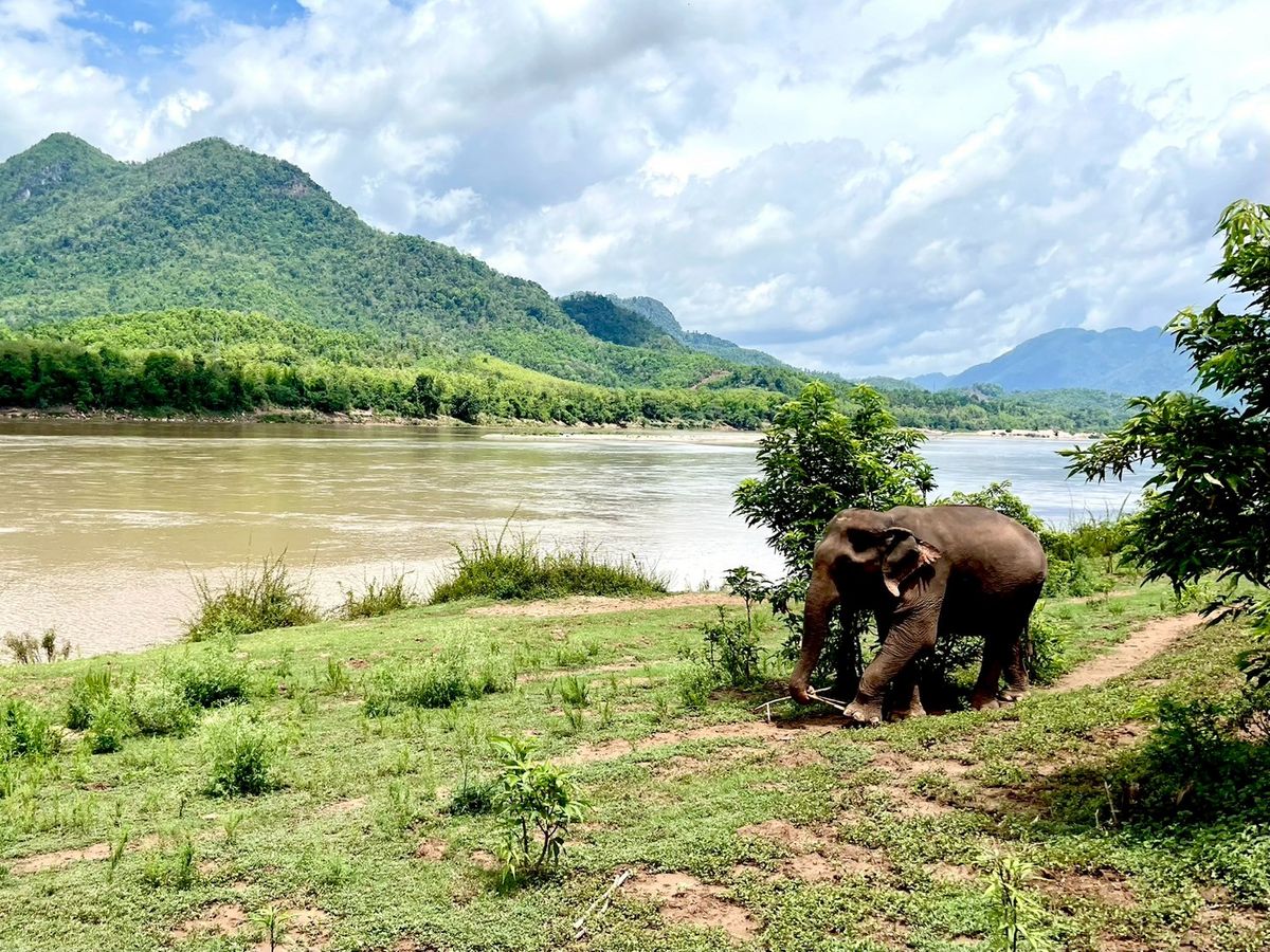 象使い体験1日ツアー！マニファ・エレファントキャンプで象使い体験＋