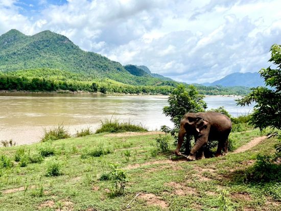 象使い体験1日ツアー！マニファ・エレファントキャンプで象使い体験＋メコン川サンセットクルーズ＜ビュッフェランチ付き／英語ガイド／ルアンパバーン発＞