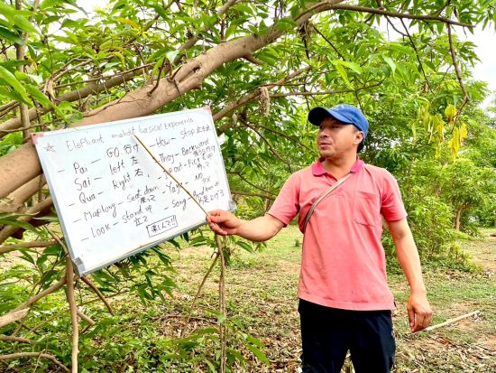 象使い体験1日ツアー！マニファ・エレファントキャンプで象使い体験＋メコン川サンセットクルーズ＜ビュッフェランチ付き／英語ガイド／ルアンパバーン発＞