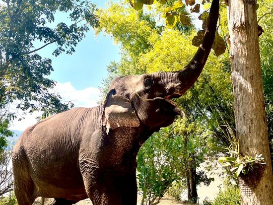 LINE_ALBUM_マニファエレファントキャンプ_250523_20