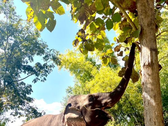 象使い体験1日ツアー！マニファ・エレファントキャンプで象使い体験＋メコン川サンセットクルーズ＜ビュッフェランチ付き／英語ガイド／ルアンパバーン発＞