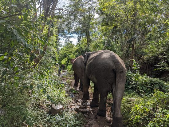 Manifa-Elephant-Camp-Forest-scaled