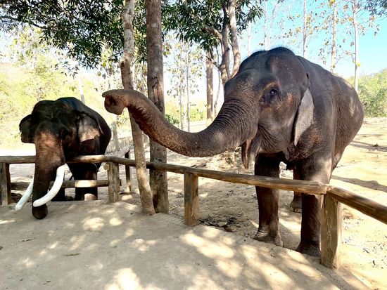 LINE_ALBUM_マニファエレファントキャンプ_250523_24