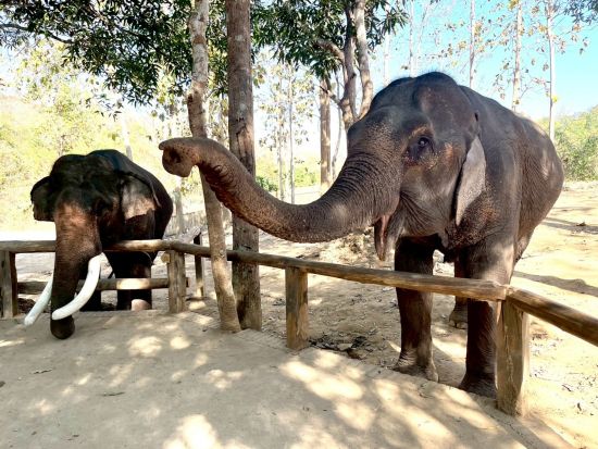 象使い体験半日ツアー　マニファ・エレファントキャンプで象使い入門！ジャングル散歩＆川遊び体験 ＜昼食付き／日本語または英語ガイド／ルアンパバーン発着＞